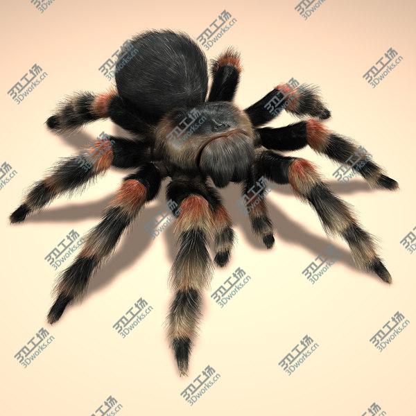 images/goods_img/20210312/Tarantula (ANIMATED) (FUR)/2.jpg